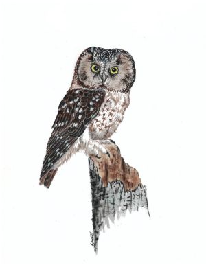 Tangmalms Owl